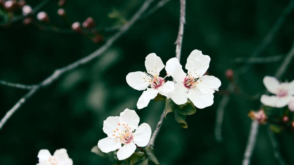 Top 10 Pinterest Influencers para Colaborar en China desde Mexico