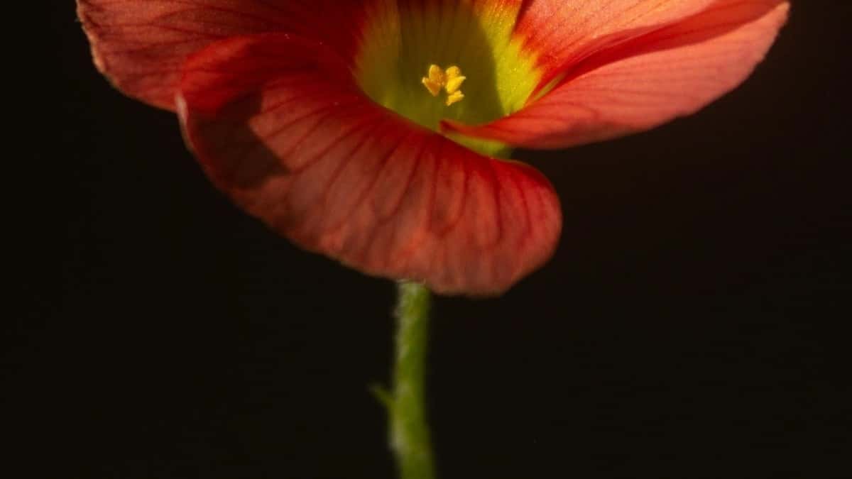 Top 10 Instagram Influencers para Colaborar en Canada desde Mexico