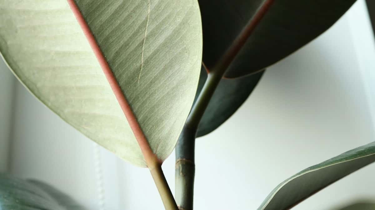 Creadores en México: Cómo contactar marcas chilenas en eBay para videos testimoniales