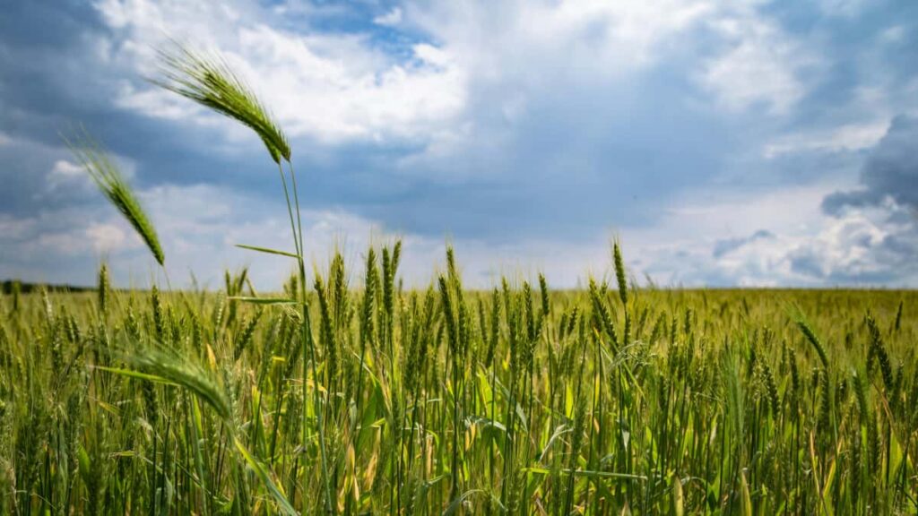 Guia practica para anunciantes en Mexico que buscan creadores de Instagram en Bosnia y Herzegovina para campanas socialmente responsables: tacticas, plataformas, riesgos y checklist.