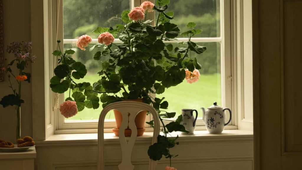 Guia practica para creadores en Mexico que quieren contactar marcas danesas presentes en Netflix y producir videos testimoniales efectivos.